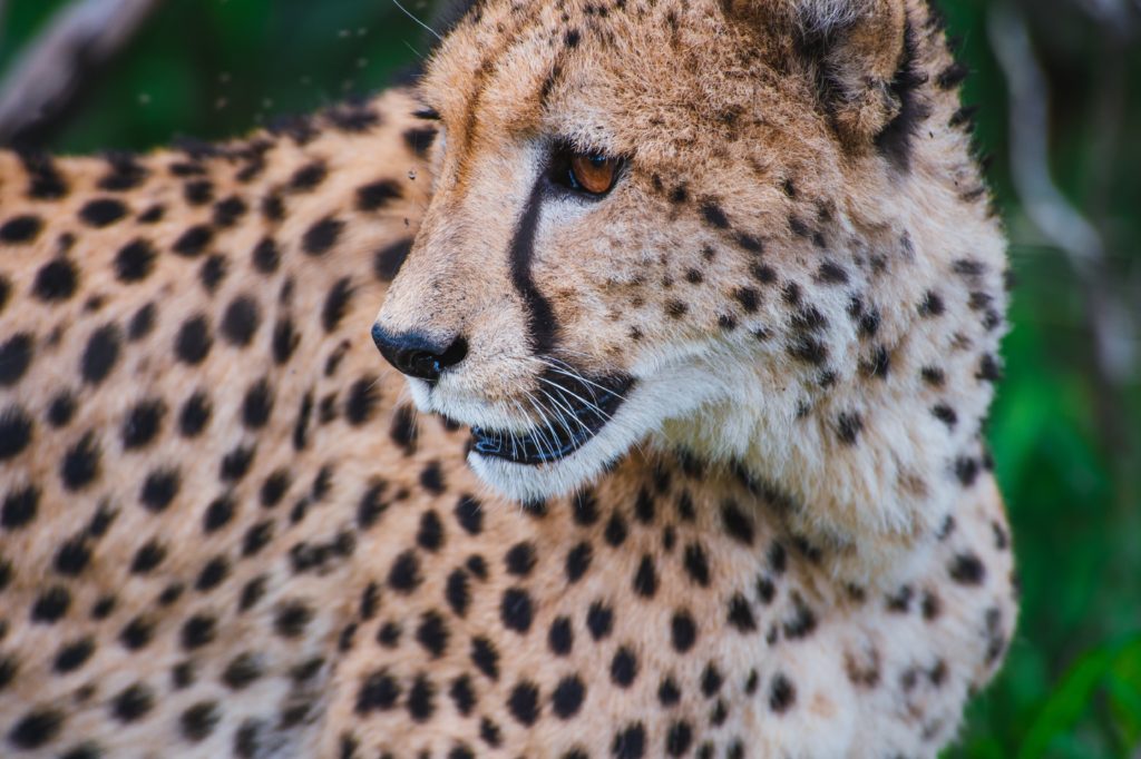 Camp on the Wild Side in Botswana