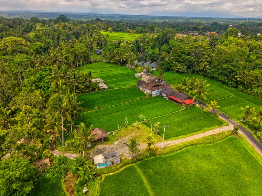 Drone shot capturing vast green rice fields and palm trees in Bali, Indonesia.