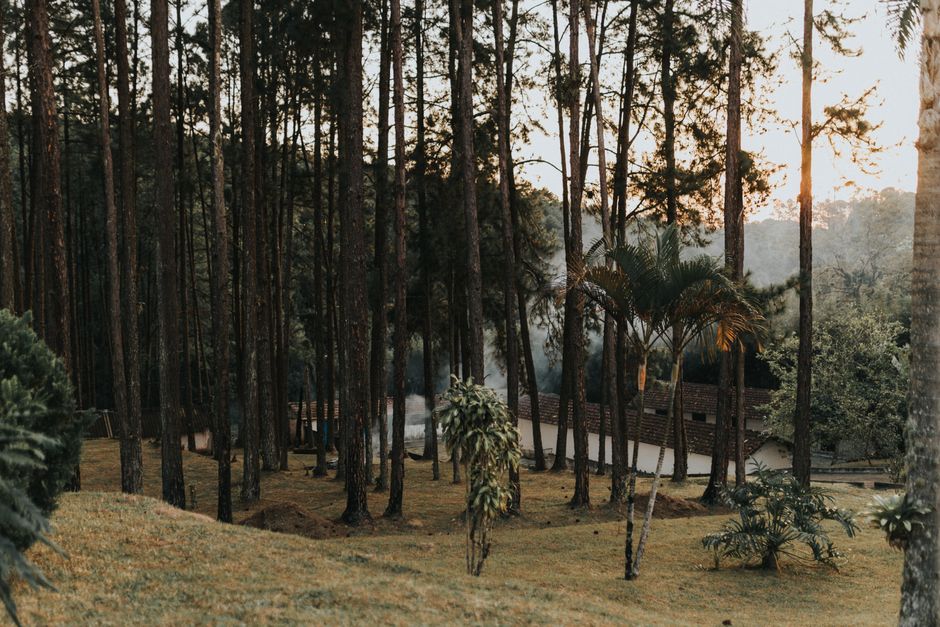Serene forest landscape with smoke rising at sunrise, capturing natural beauty and tranquility.