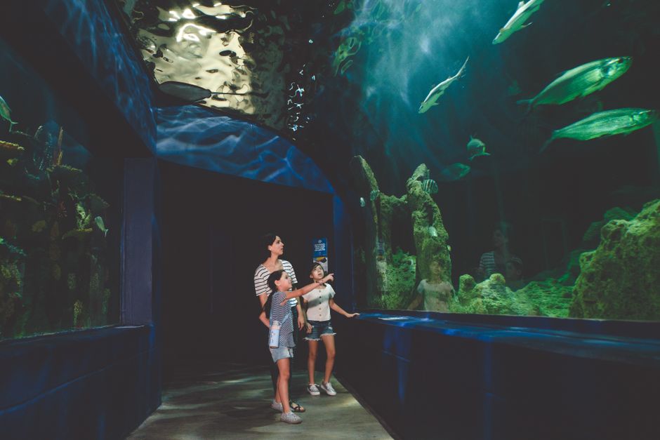 A family enjoys a day at the aquarium, observing diverse fish and corals in a large glass tank.