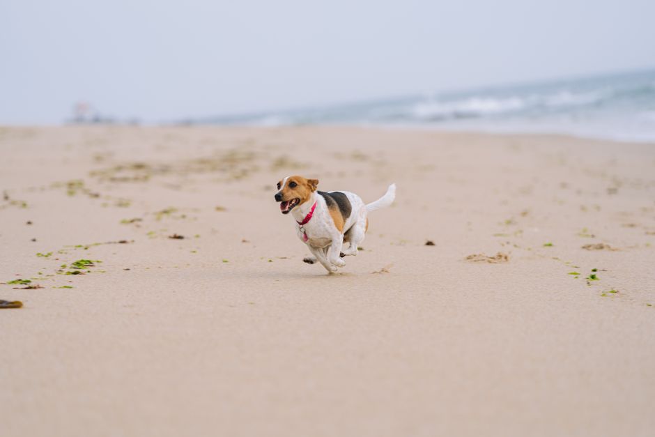 A playful beagle running on an open beach showcasing joy and freedom.