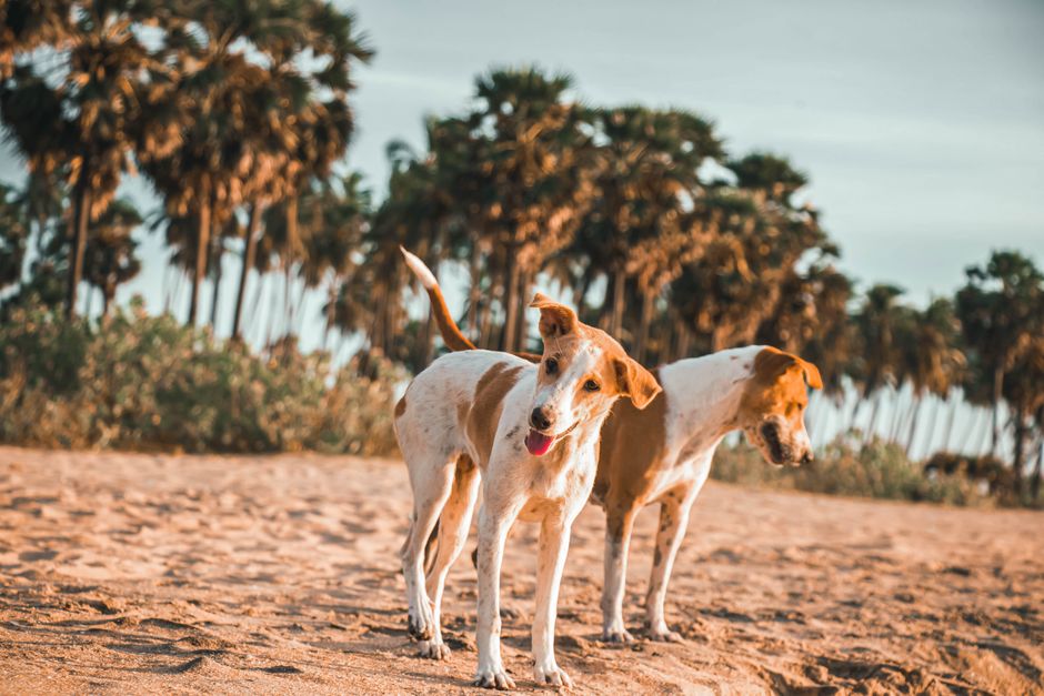 Two friendly dogs frolic on the sandy shores of Arugam Bay, surrounded by palm trees at sunset.