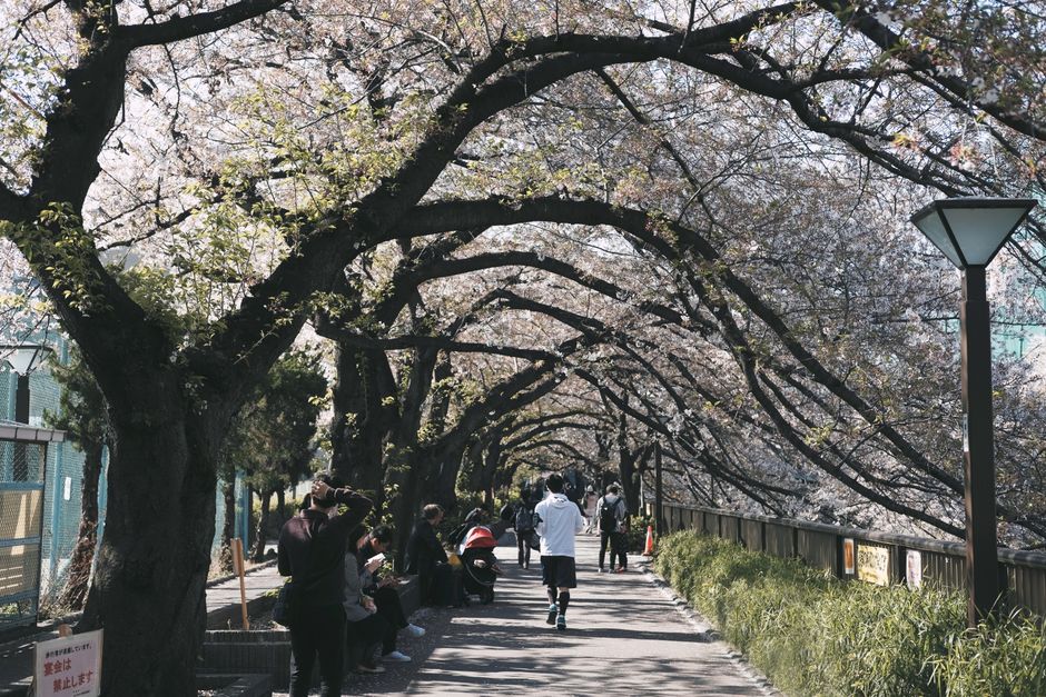 A scenic walkway under cherry blossoms in Tokyo, Japan, bustling with people enjoying nature.