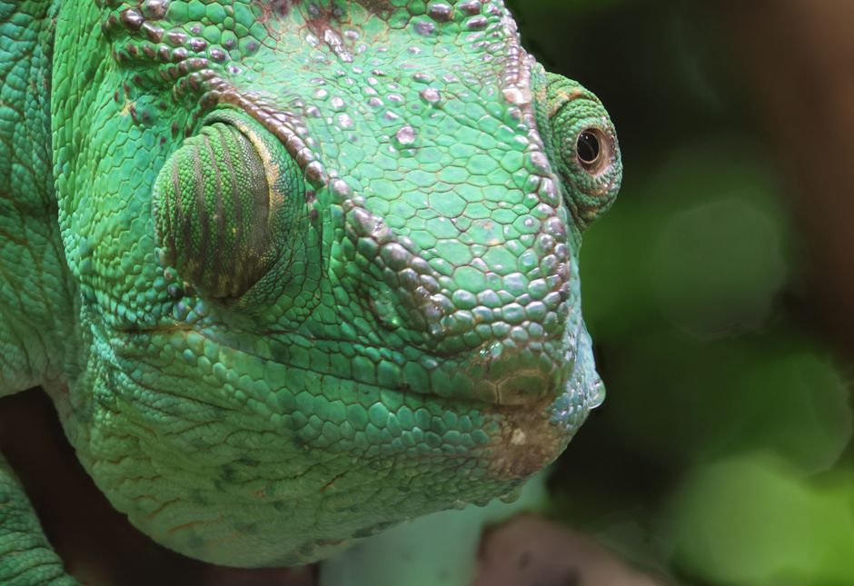 Detailed close-up of a green chameleon's scaly skin and eye, showcasing its exotic features.